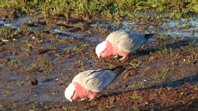 Galahs