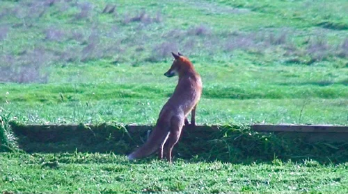 Foxy Loxy