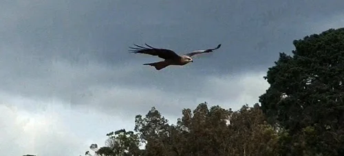 Black Kite