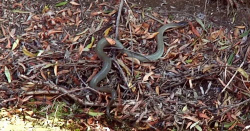 Copperhead Snake