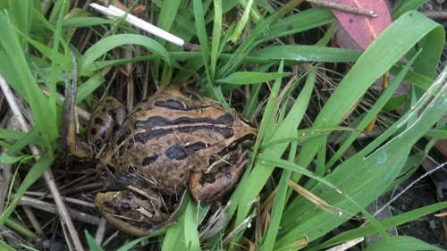 Striped Marsh Frog