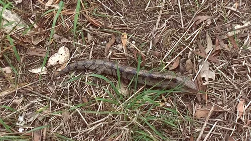 Blue Tongue Lizard