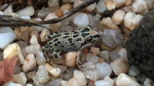 Spotted Marsh Frog