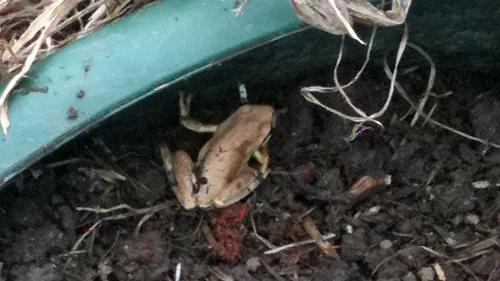 Southern Brown Tree Frog