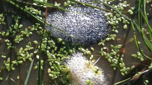 Frog Eggs