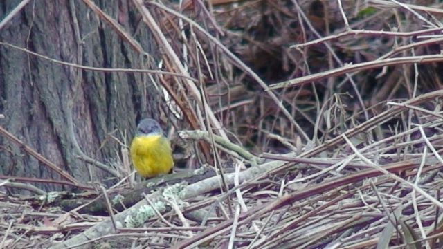 Eastern Yellow Robin