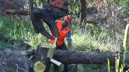 Willow removal