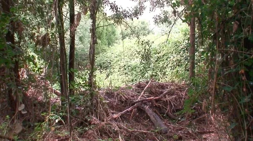 The Blackberries were sprayed with a systemic herbicide.