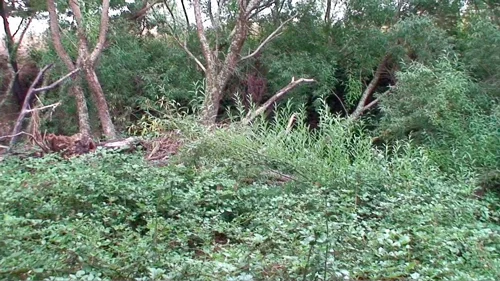 Original state of the creek when purchased.