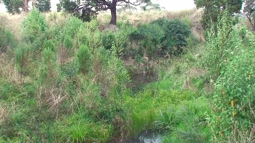 "After" 2011 - same Blackwood at centre