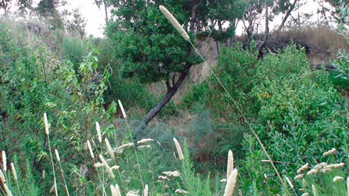 "After" 2011 - Same Blackwood at left