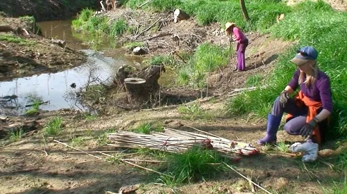 Marking each plant with a bamboo stake.