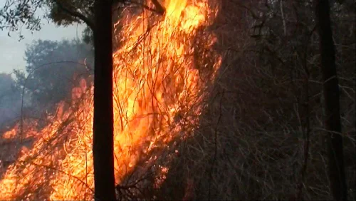 Burning the Blackberries