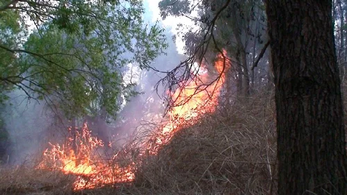 Burning the Blackberries, note how flames are going up into the trees