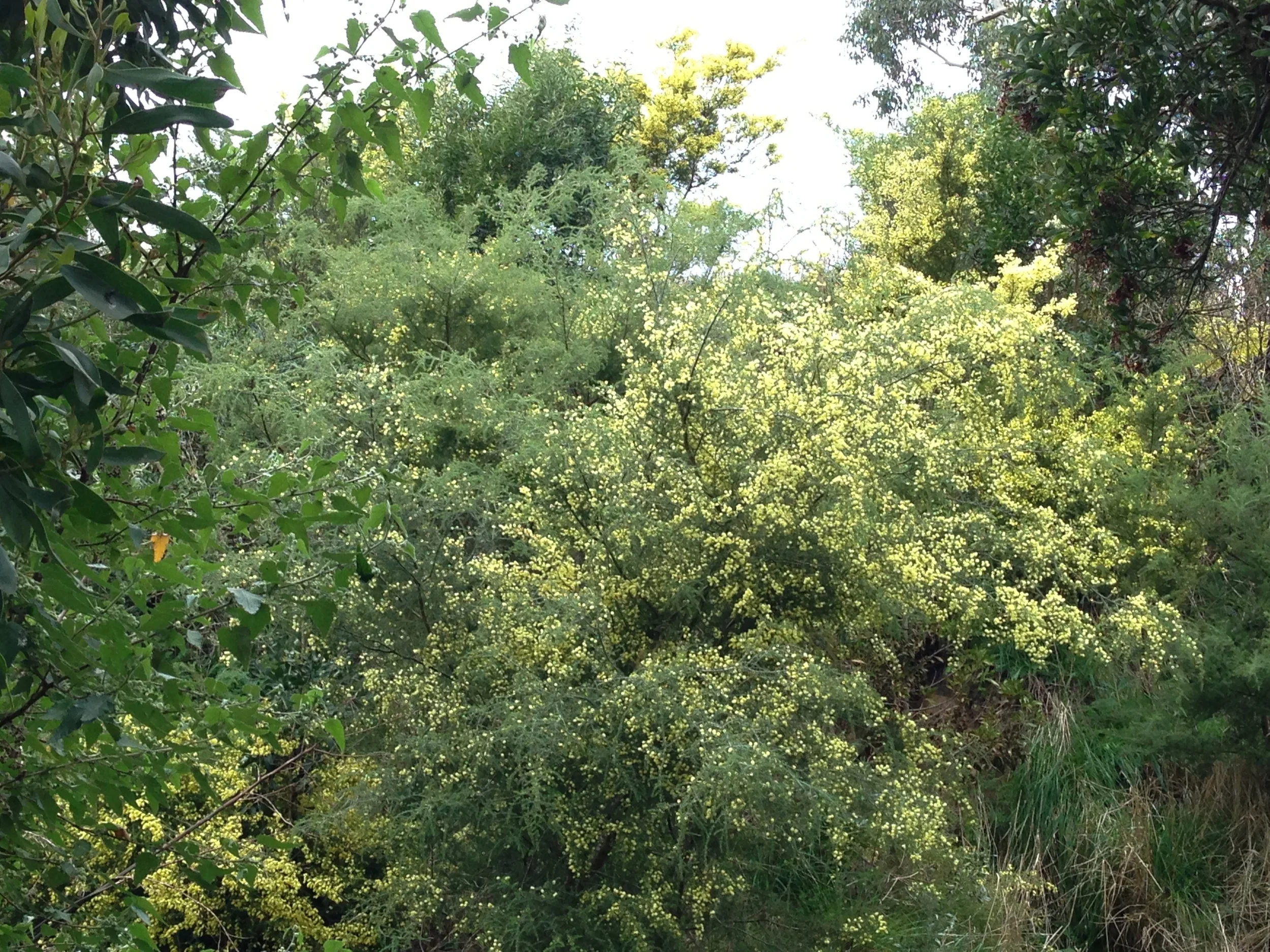 Prickly moses