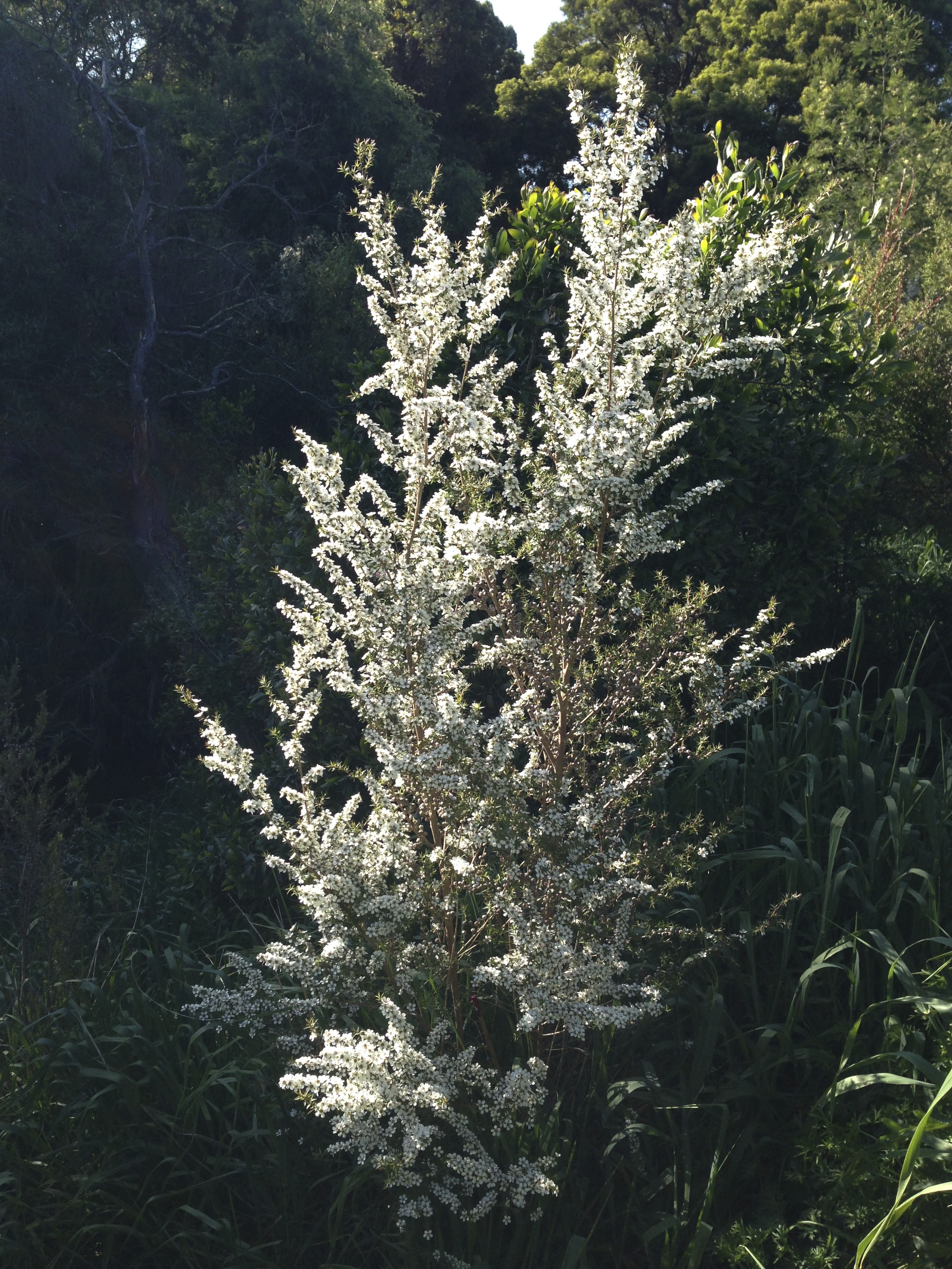 Prickly tea tree