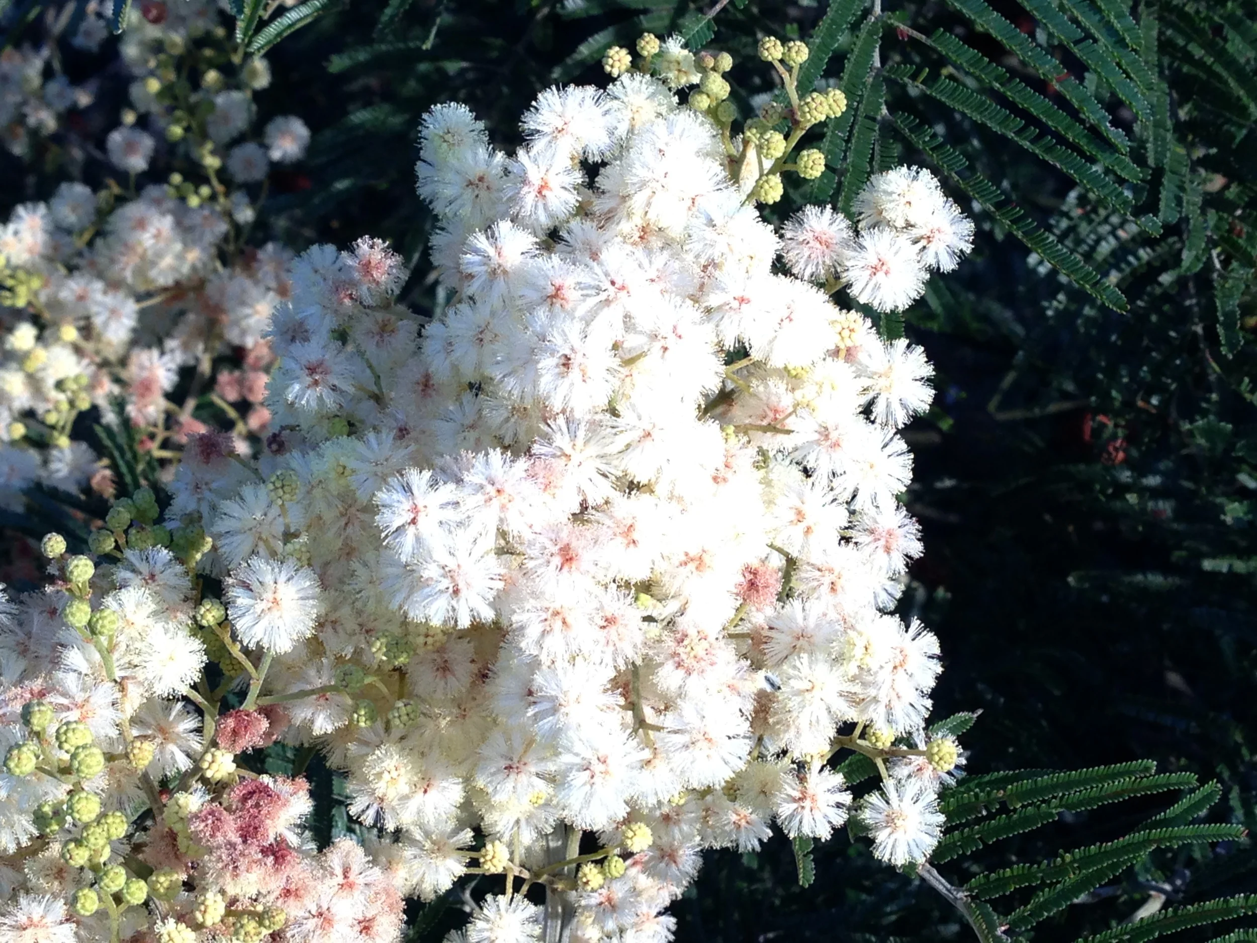 Albino Black wattle?