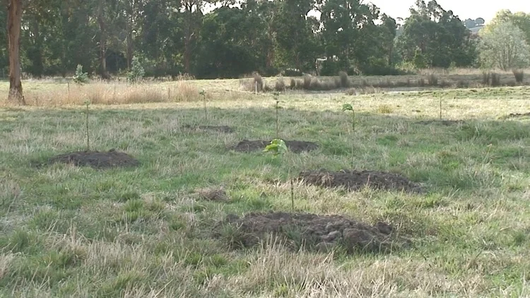 Note the soil islands that the Champaca's are planted in to help them avoid drowning in winter