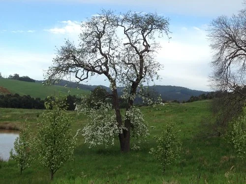 Cockies have removed most of the flowers from tree top