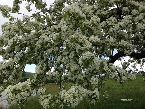 Some of the pear blossom that survived the Cockies