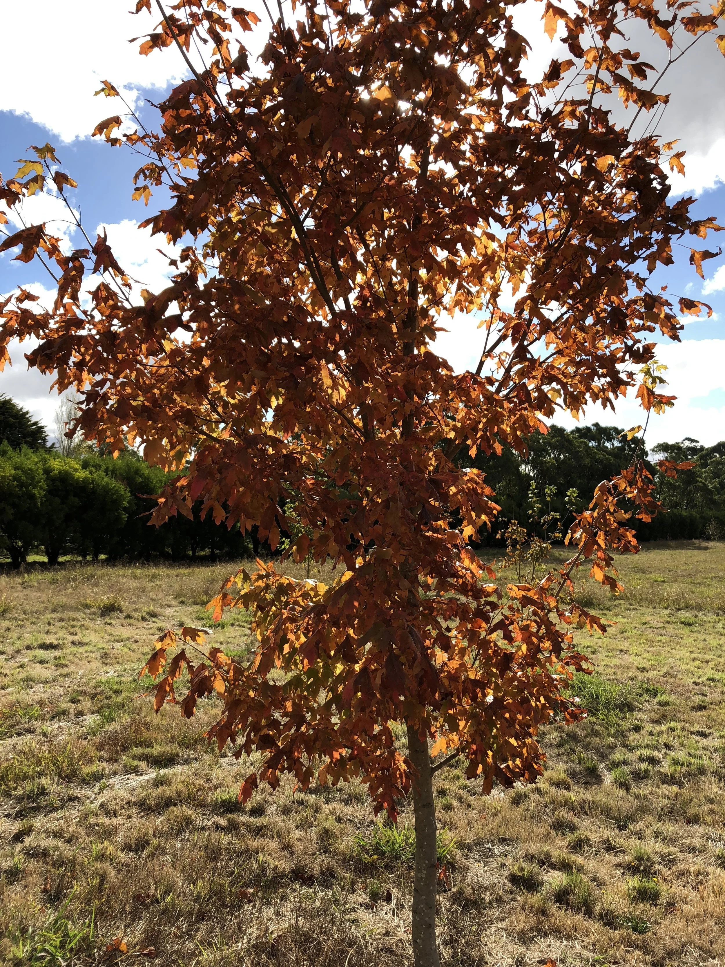 A Sugar maple starting to show its true colours.