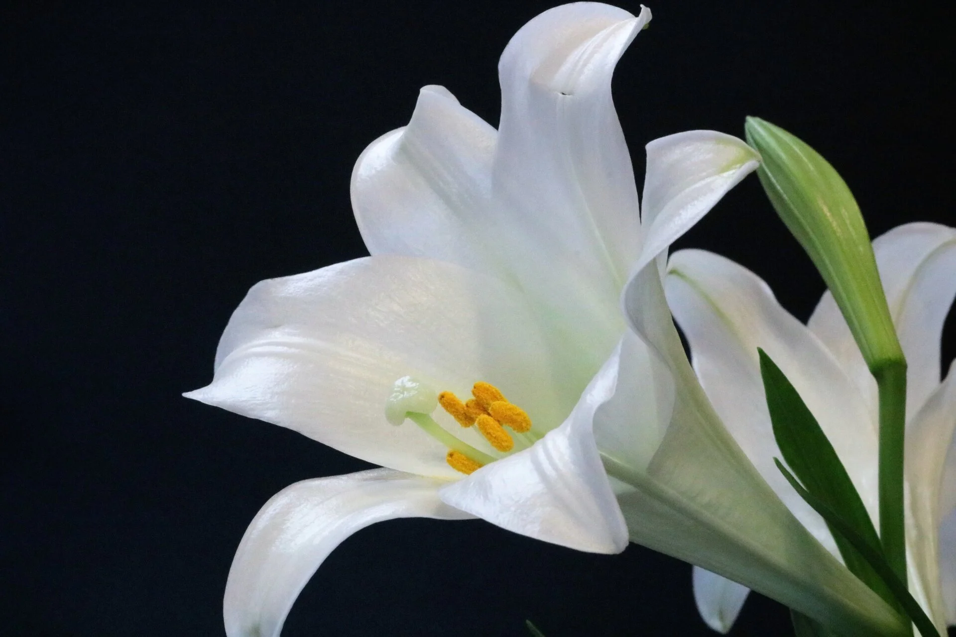 Easter Lilies