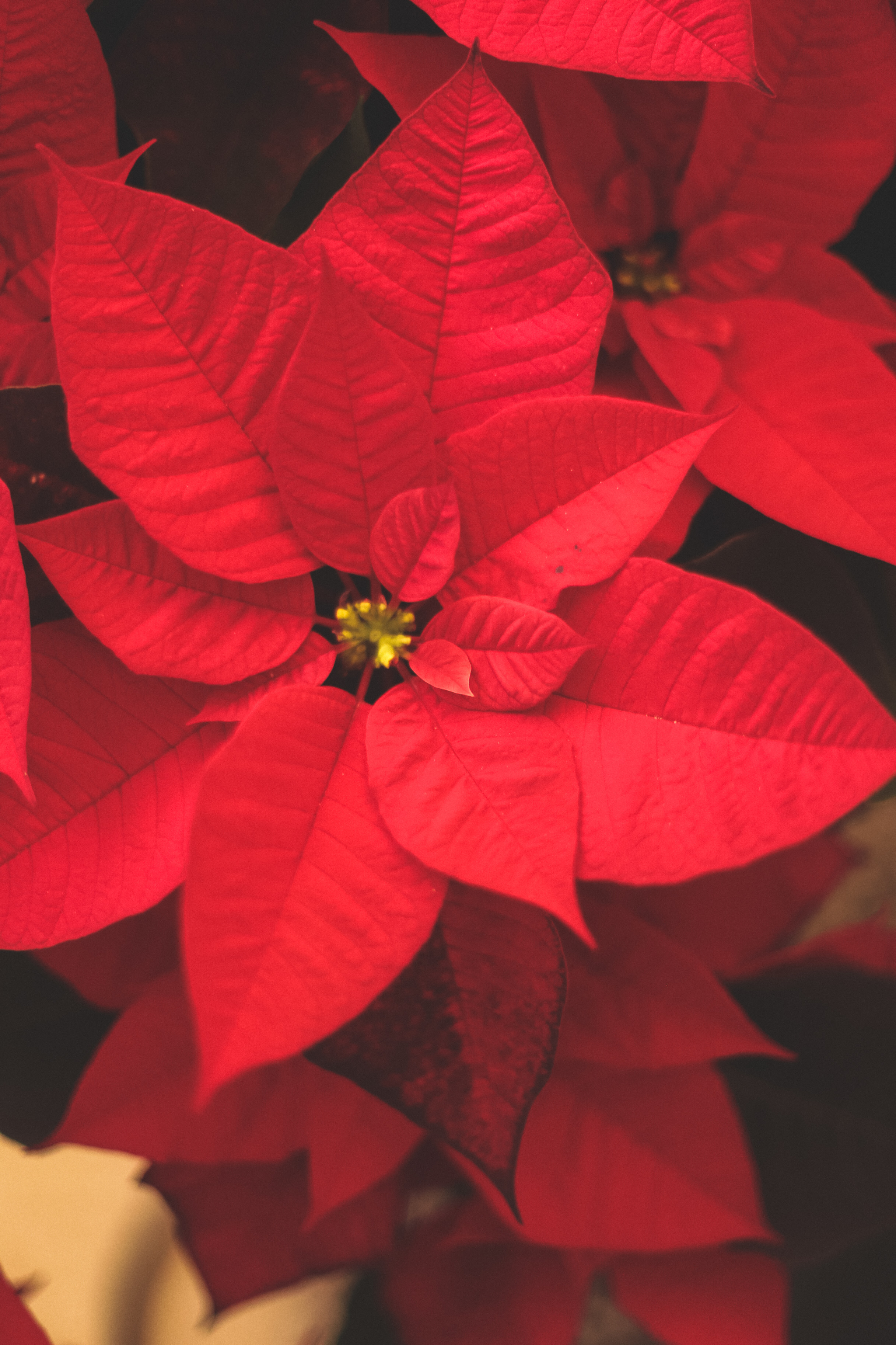 Christmas Poinsettias