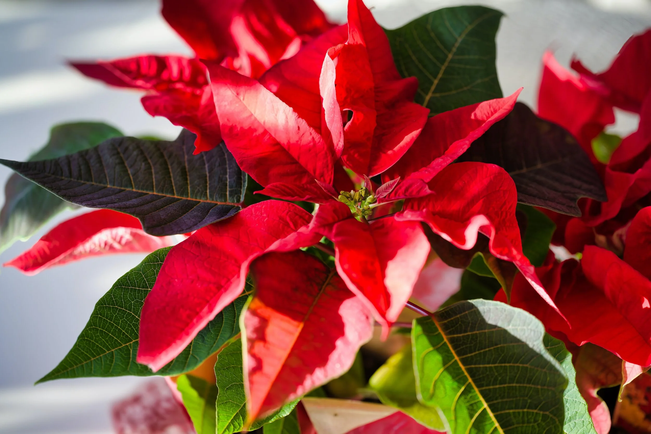 Christmas Poinsettias
