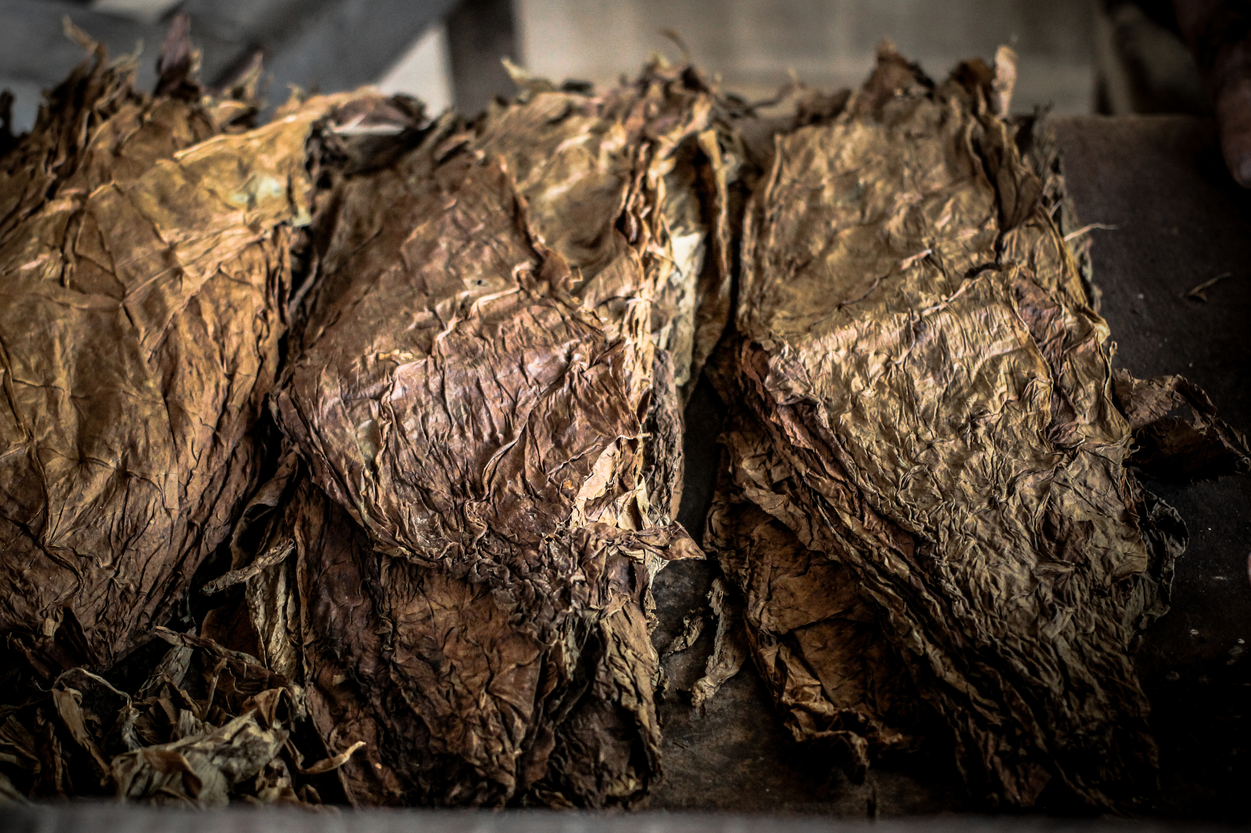 "Finca Robaina, Vinales, Cuba" 2013