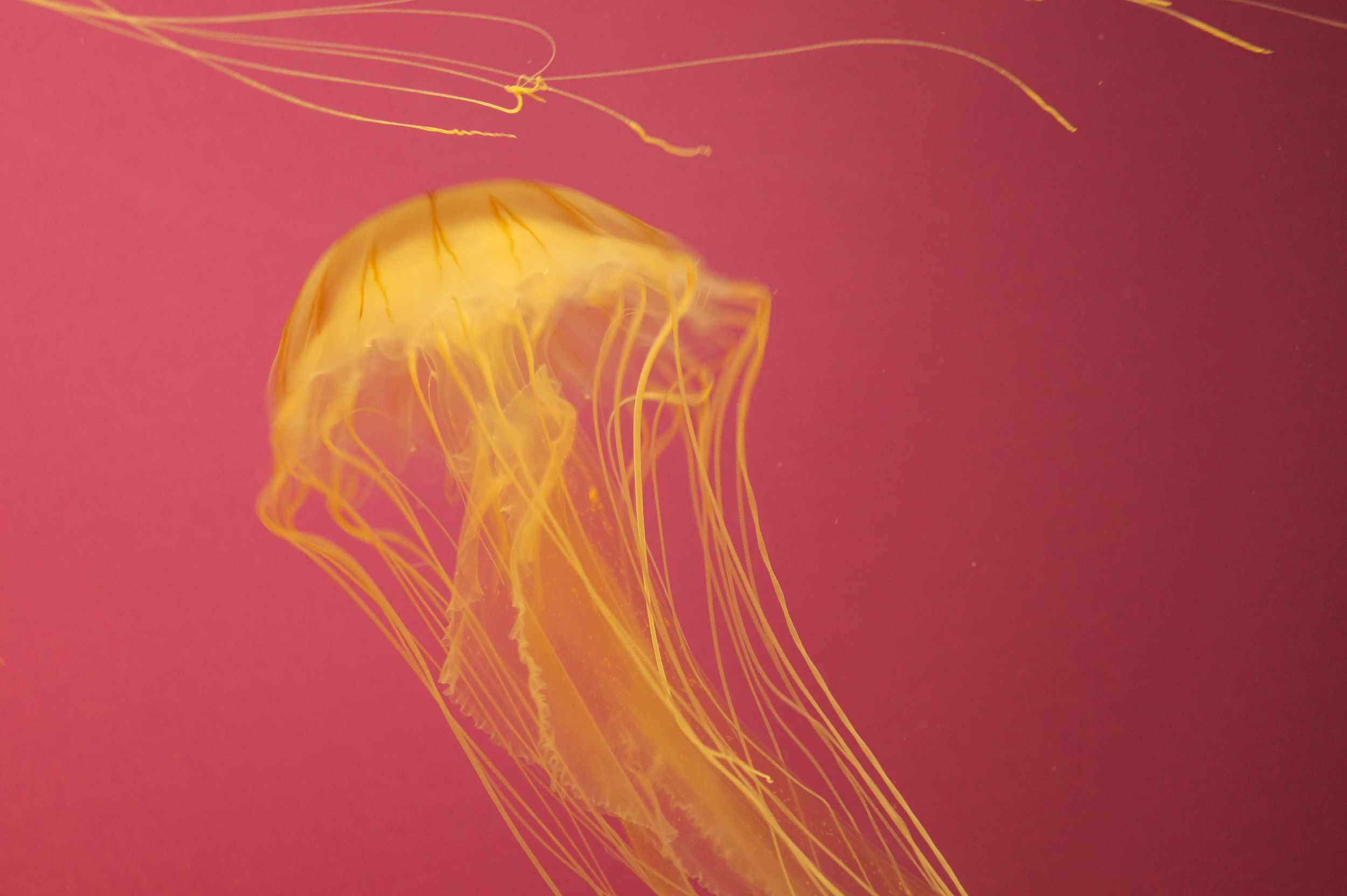 Jellyfish Pink Background