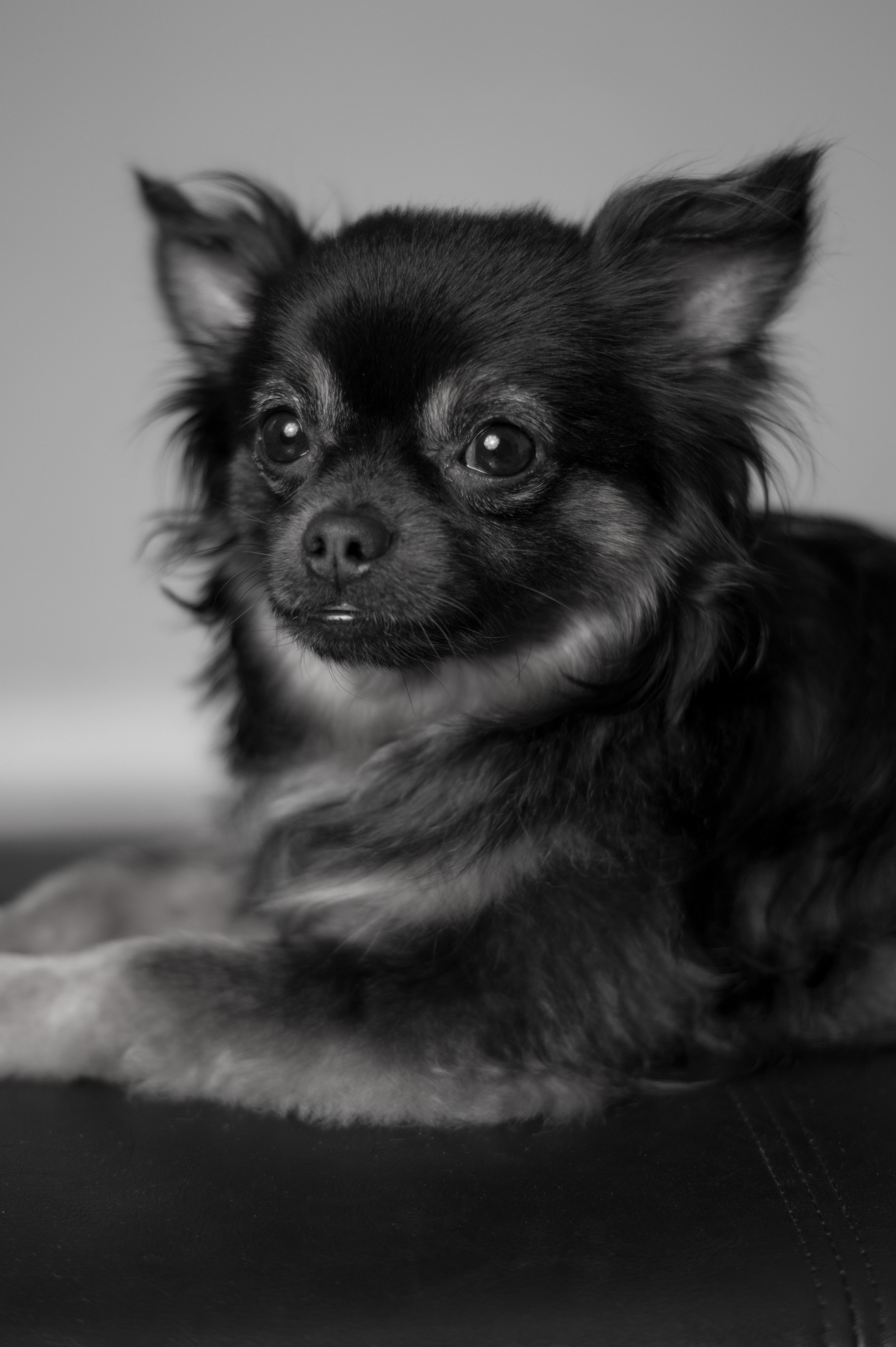 Black and White portrait of Rocky