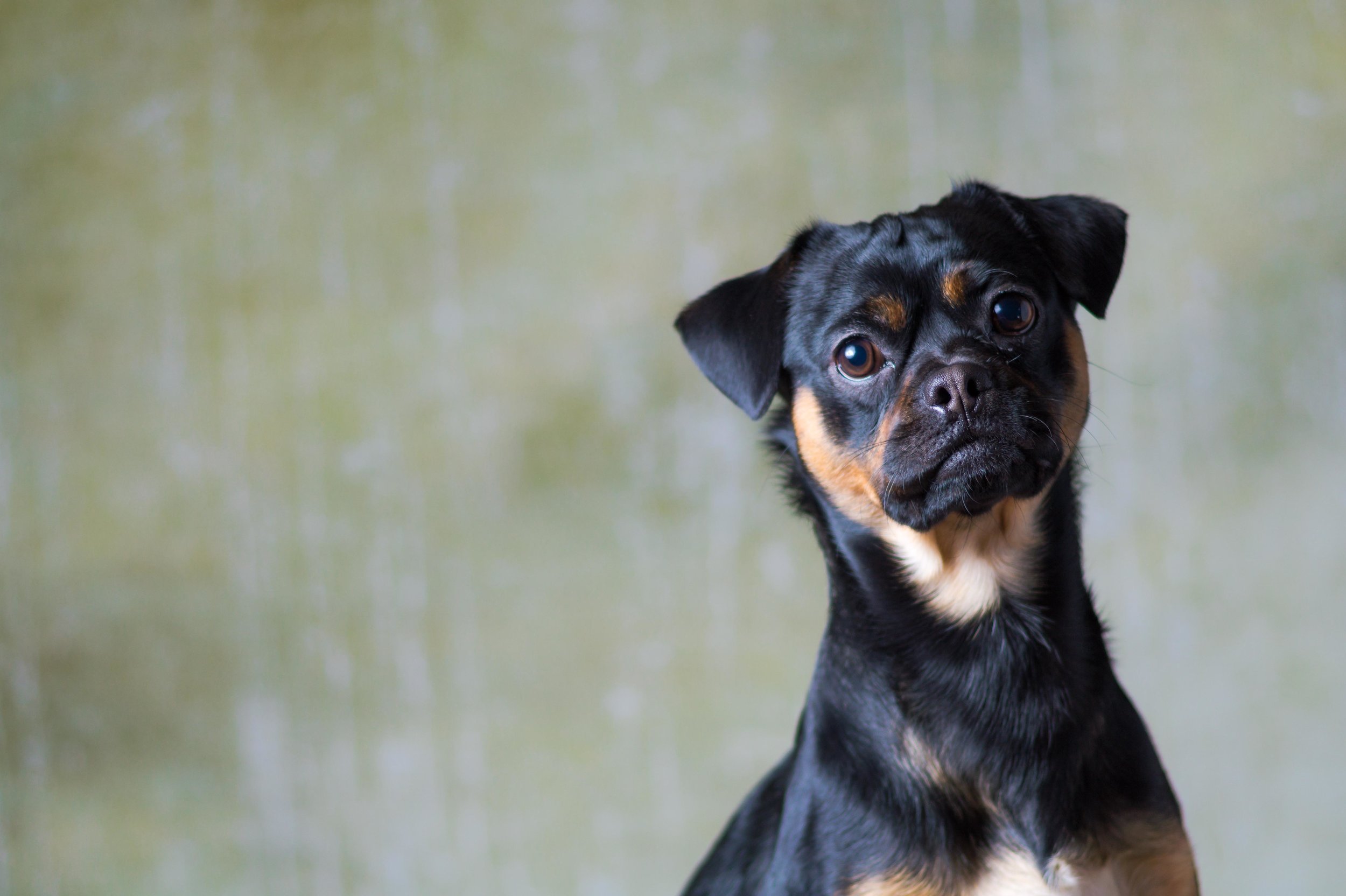 Dog portrait