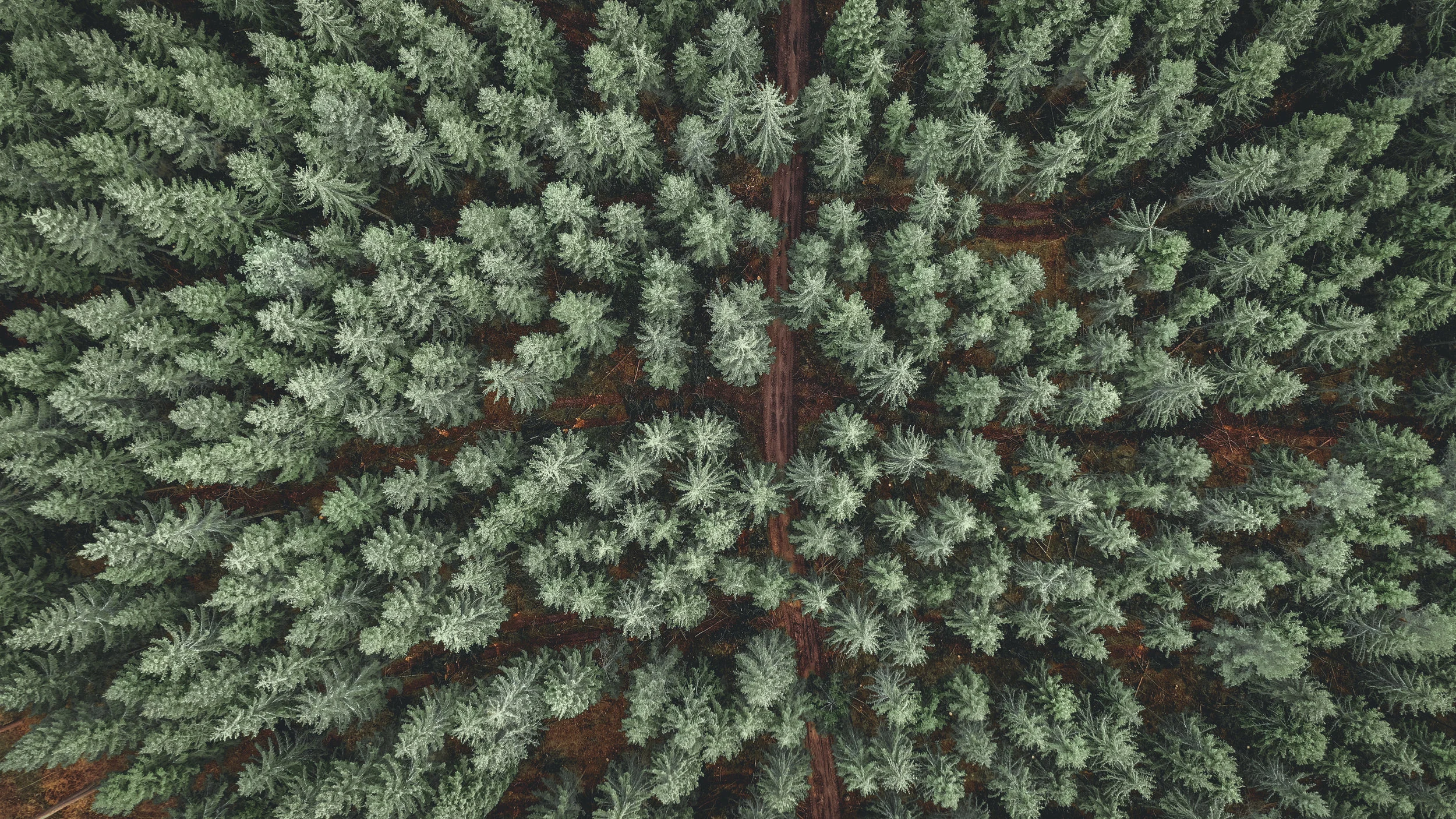 December 2019: Essence plants trees for each stockist and to offset delivery vehicle