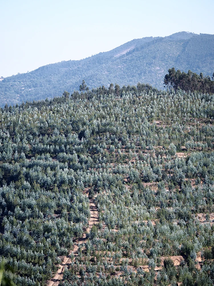 Is this enough Eucalyptus for you?