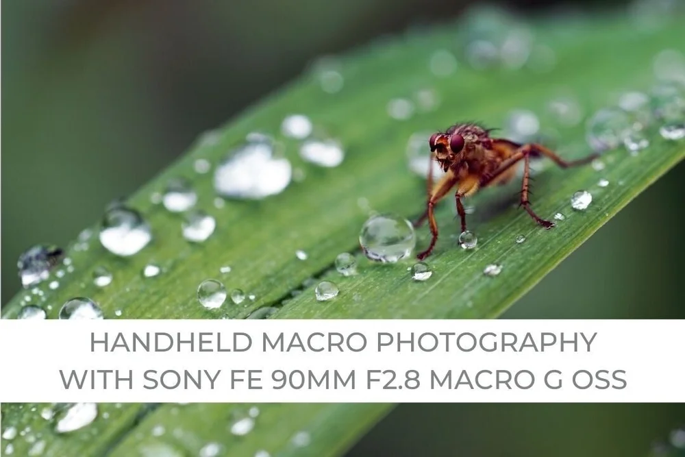 Handheld Macro Photography with the Sony FE 90mm f/2.8 Macro G OSS 