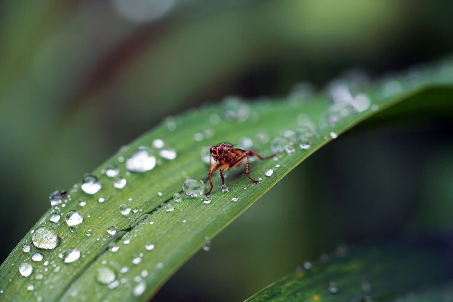 handheld-macro-photography-sony-fe-90mm-f28-9.JPG