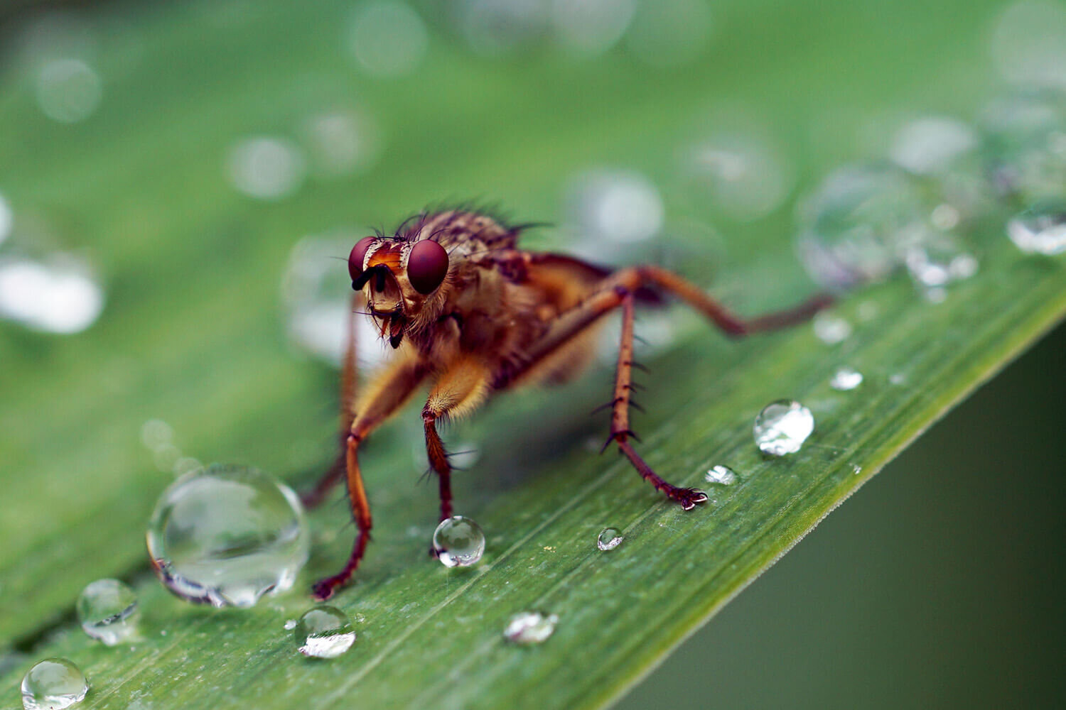 SONY FE 90mm macro