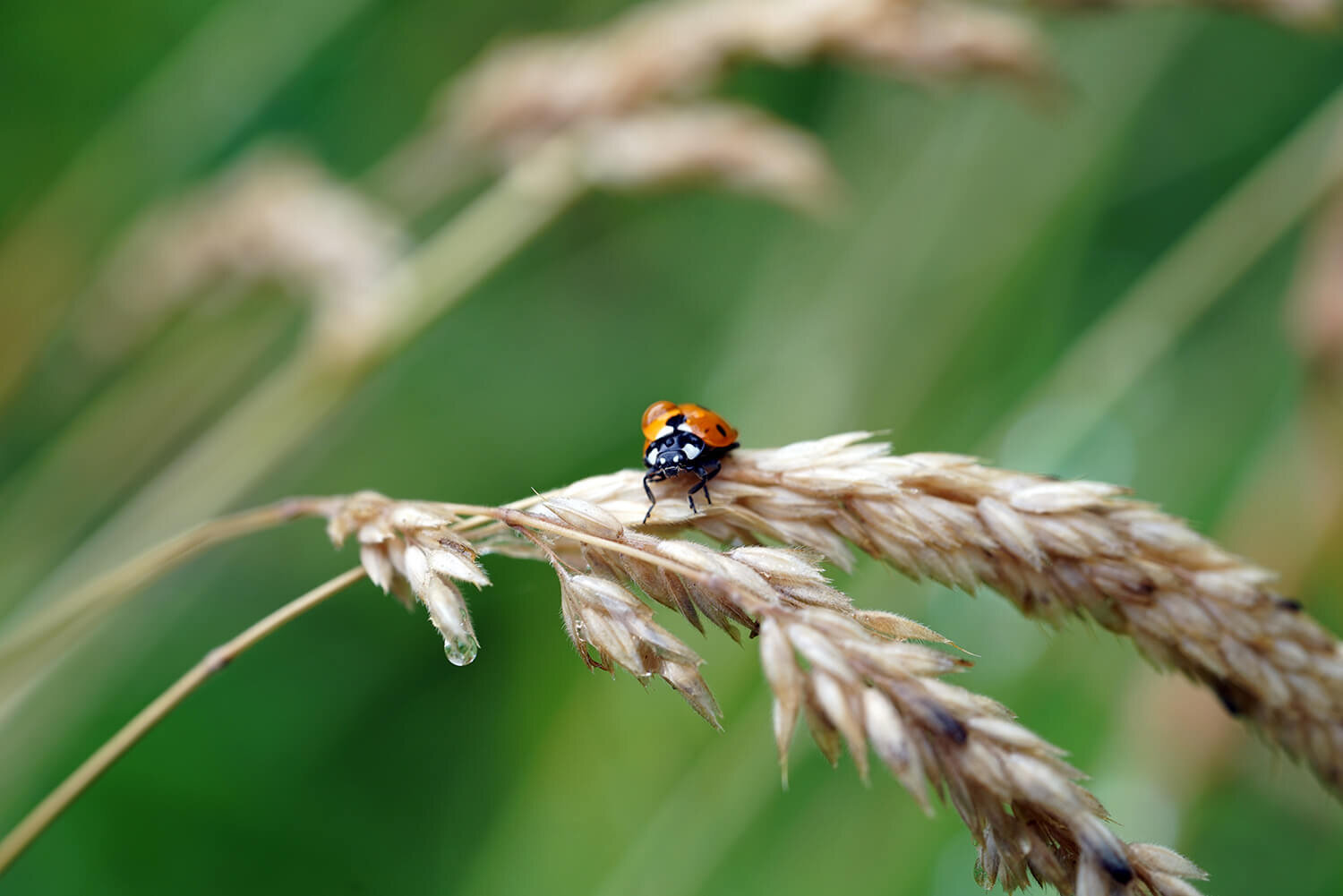 handheld-macro-photography-sony-fe-90mm-f28-13.JPG