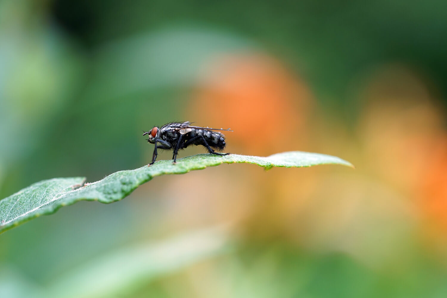 handheld-macro-photography-sony-fe-90mm-f28-14.JPG