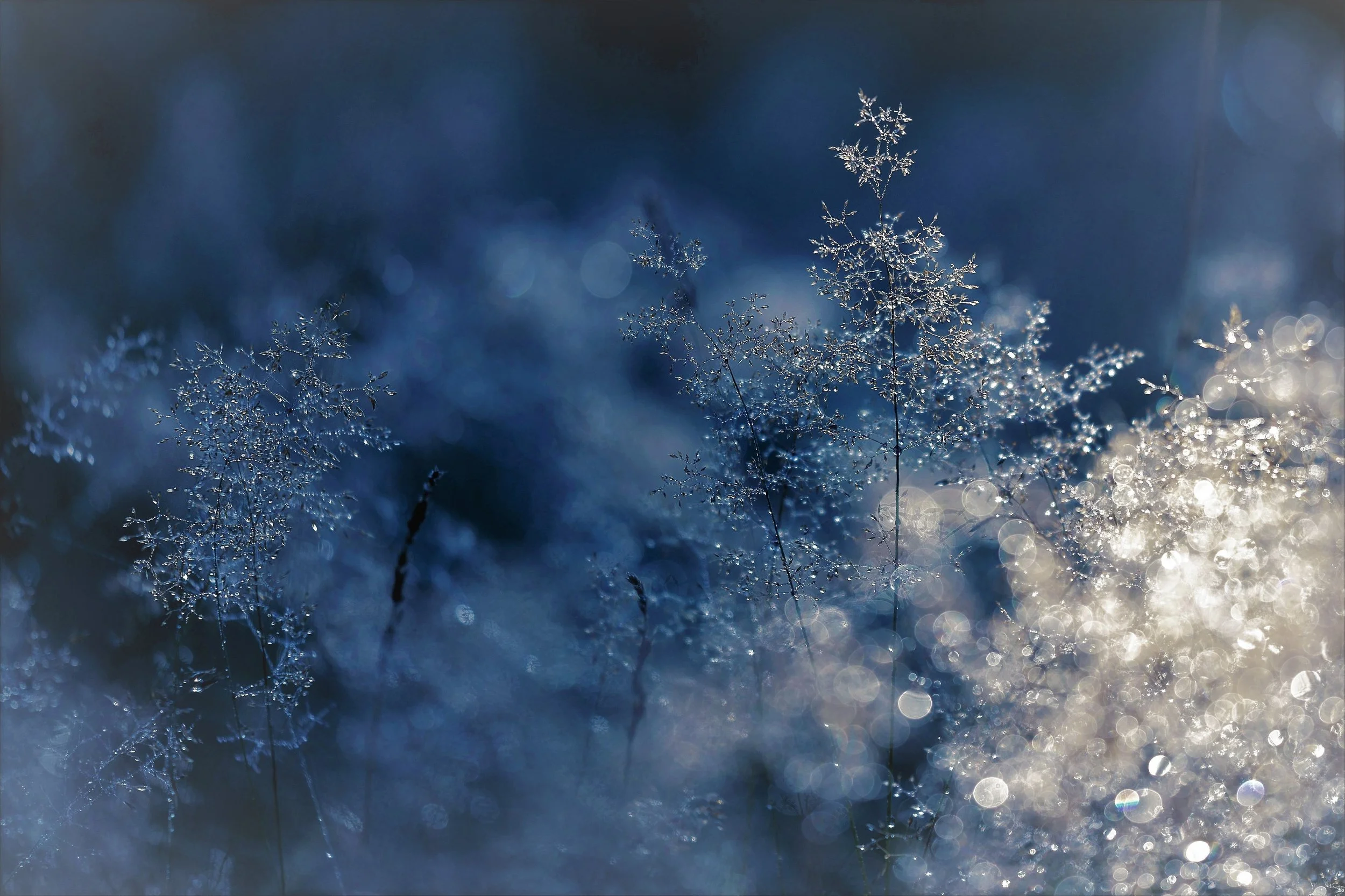 abstract-blur-branch-259698.jpg