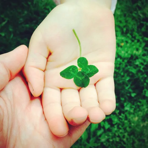 clover_in_hand.jpg