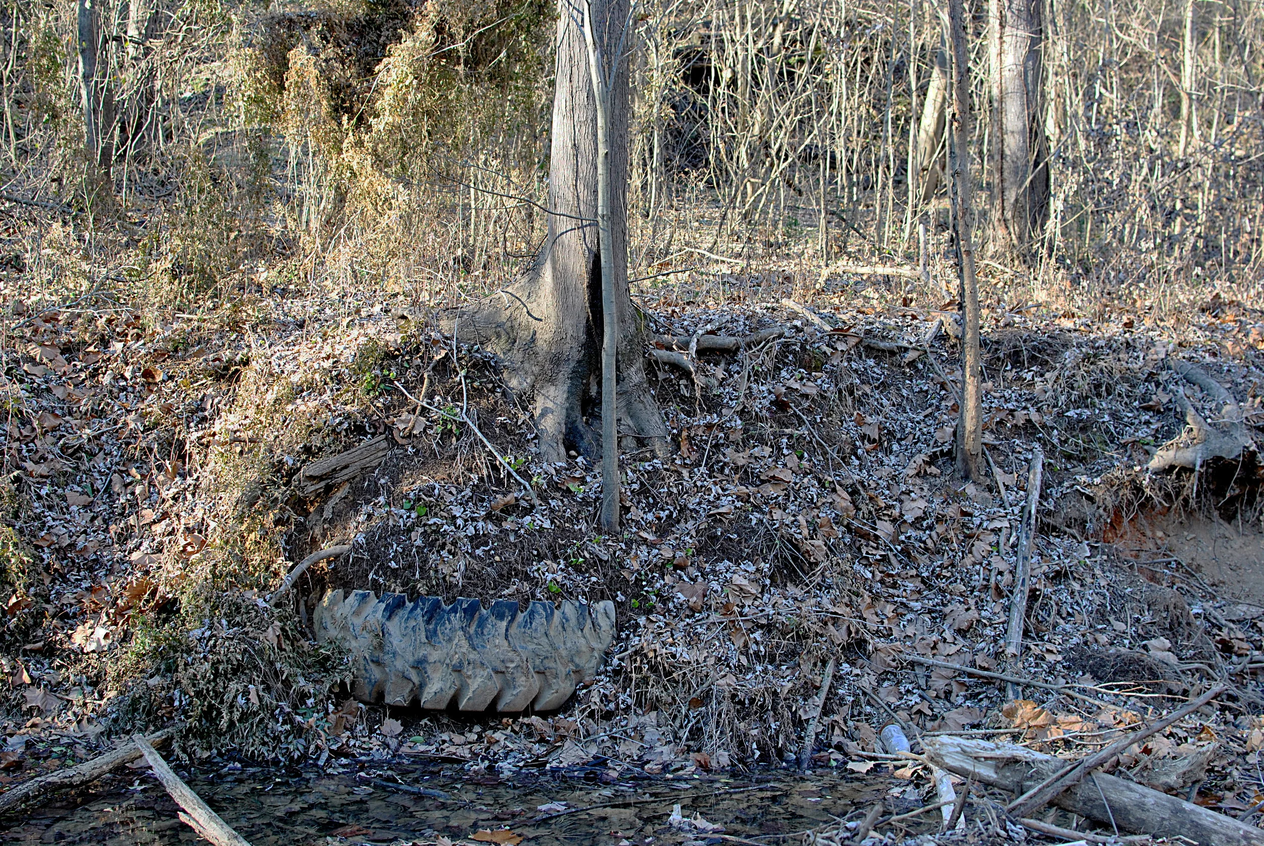 Tires - a keystone species in our local environment.