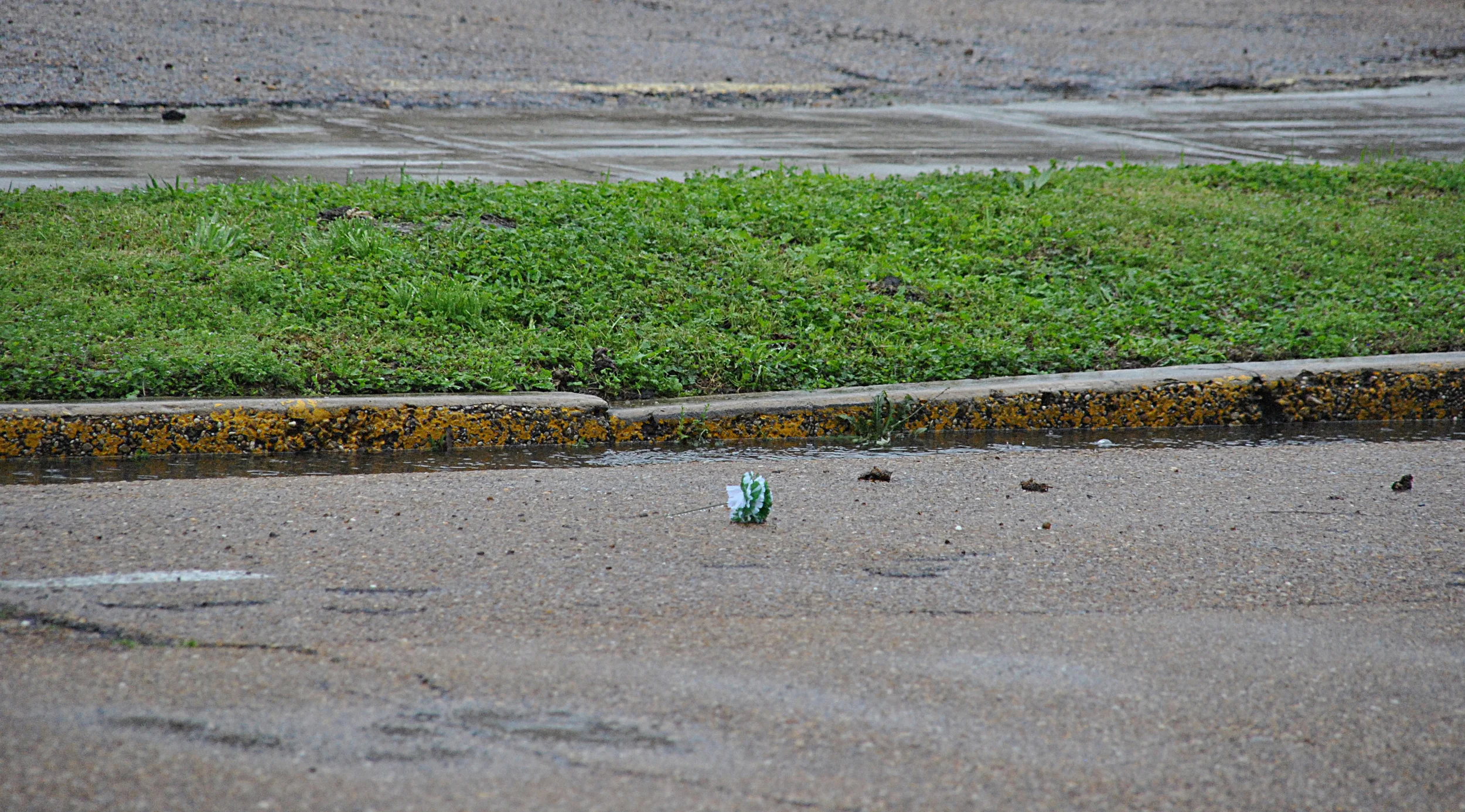 A fallen green carnation drifts past, for veterans of a war we never fought.
