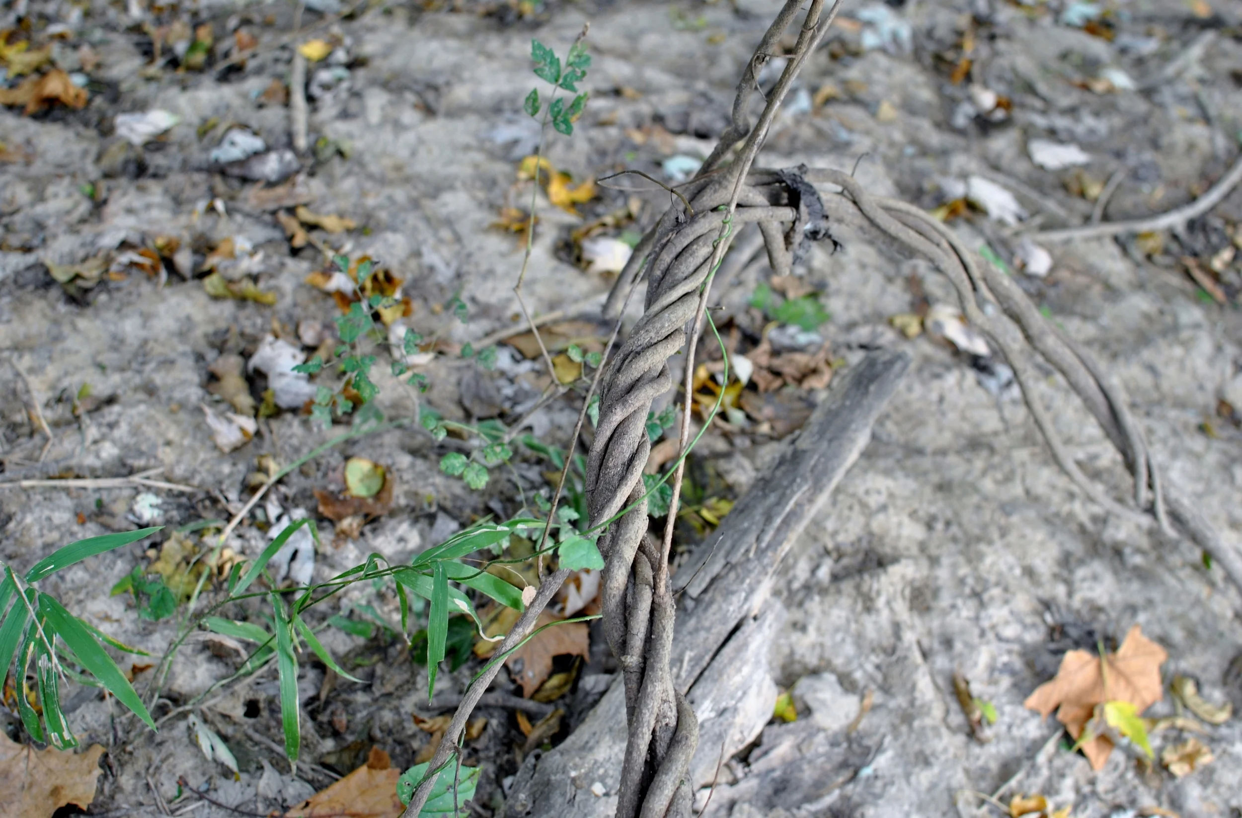 "WMJPBJGMRTHRTF" is a mouthful. So is this delicious twisty root!