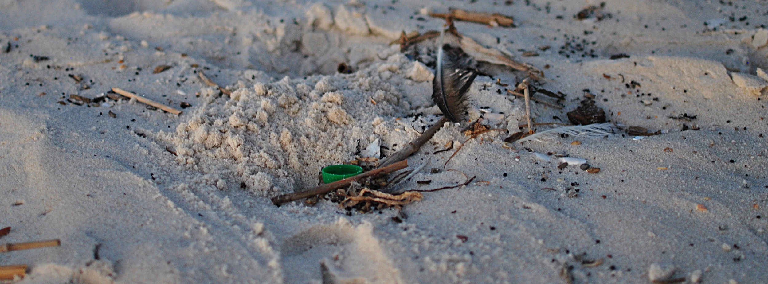 Pictured: Banded Circle Crested Birdblaster, with remains of last meal.