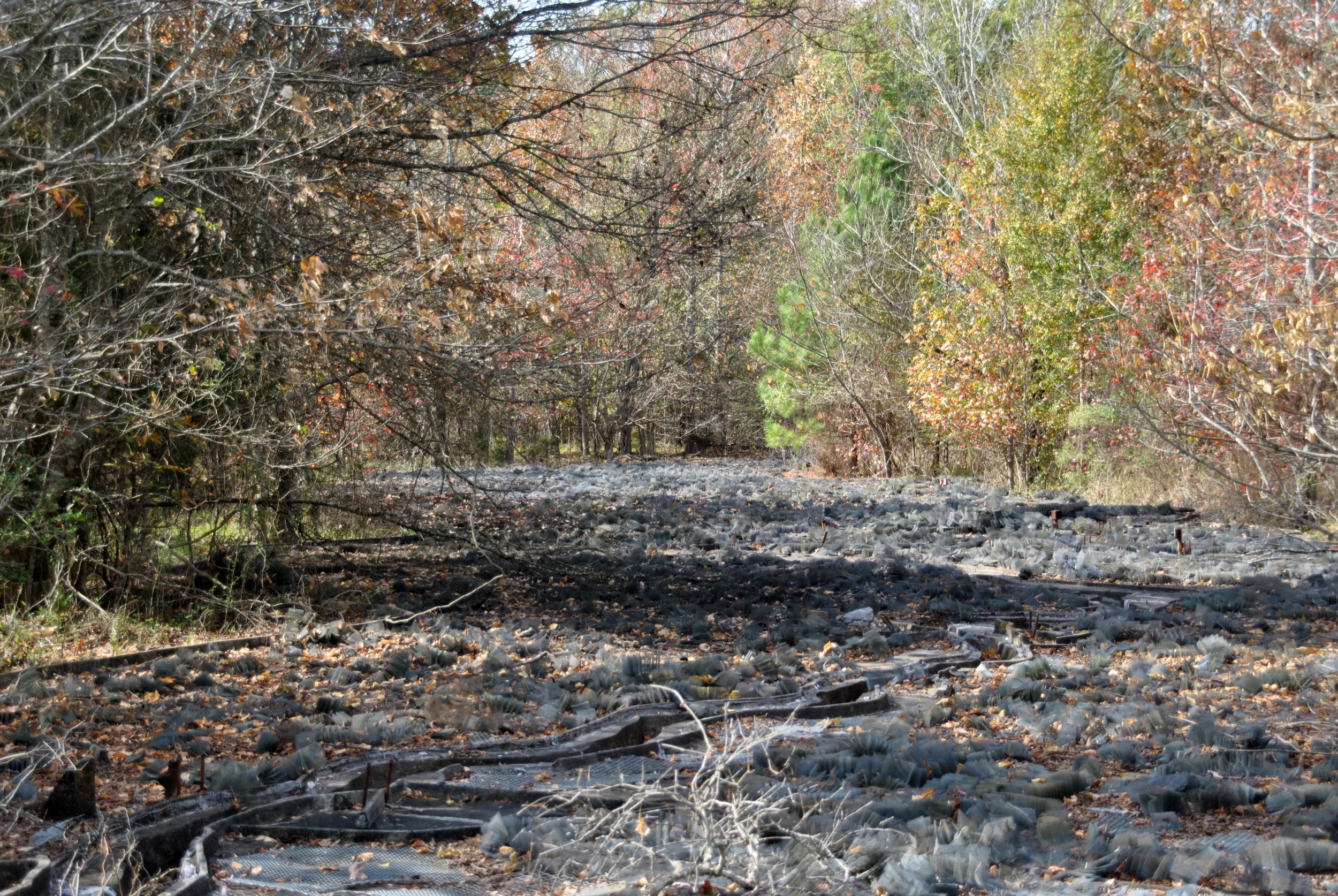 Dying woodlands.