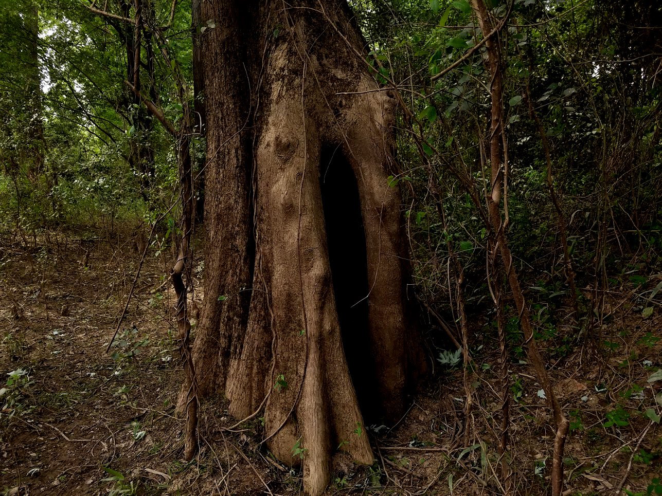 For those in the area who cannot make it to Florida via traditional means can do so by traveling through this portal and traversing the dangerous xenodimensional "Upside Down."