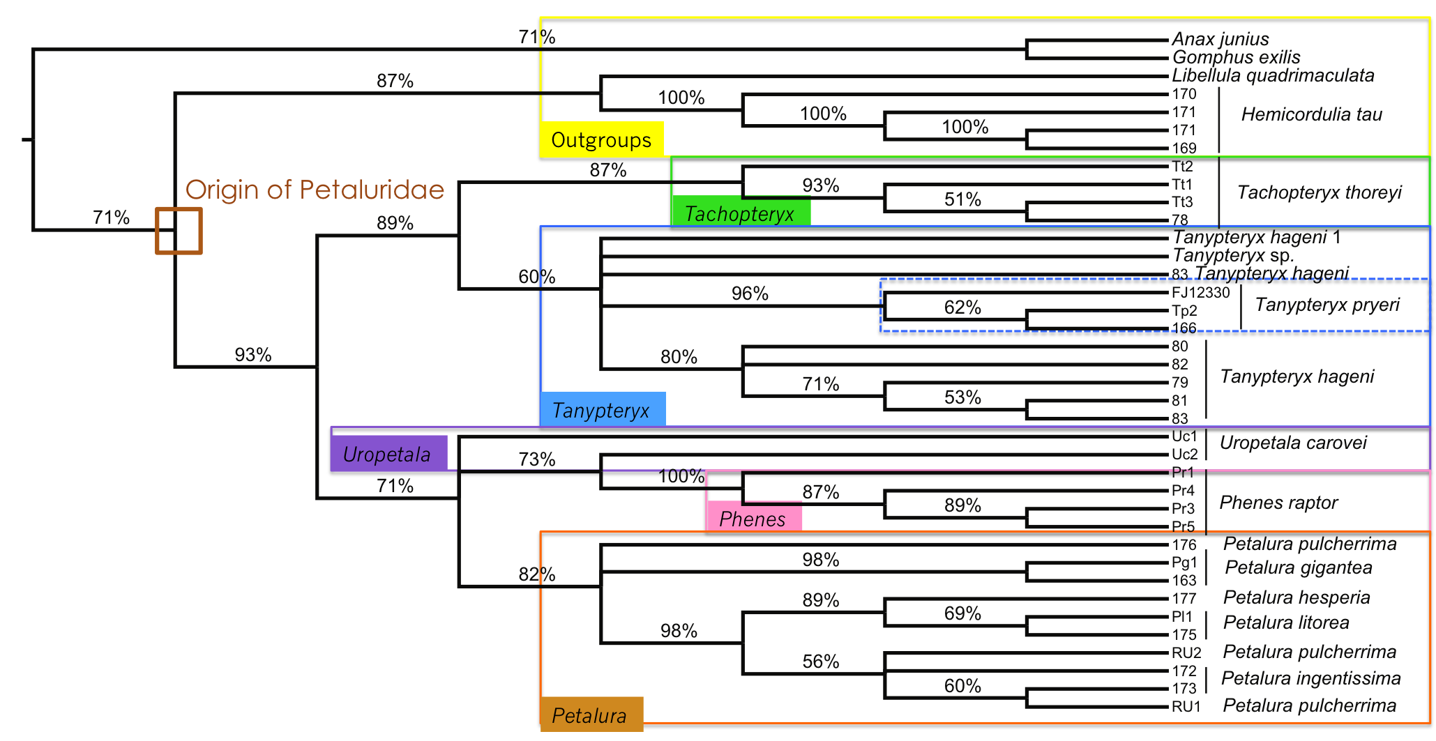 petaltail phylogeny.png