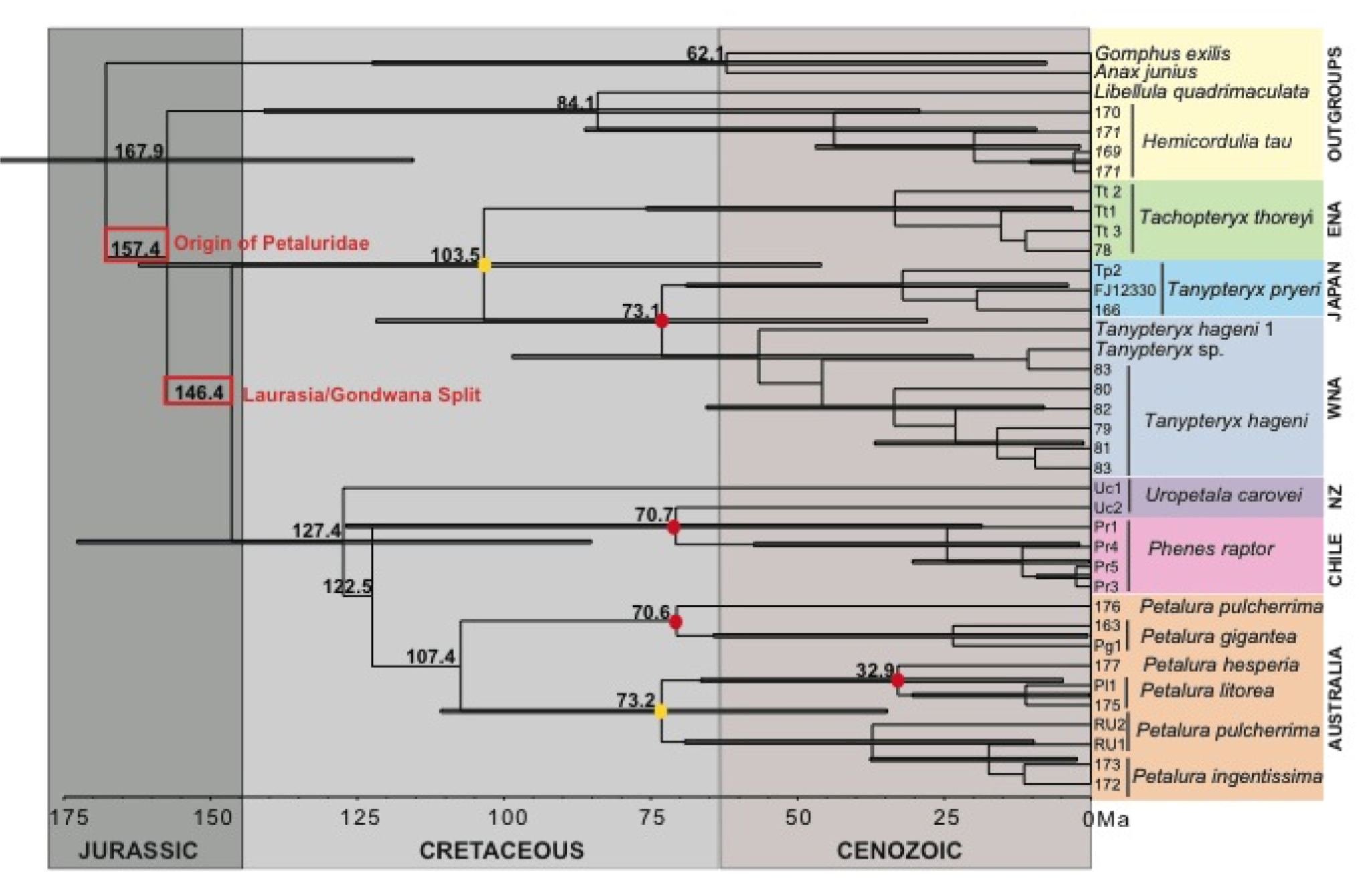 molecular clock.png