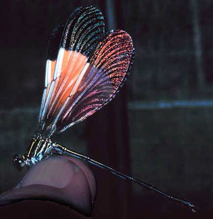 Polythore boliviana.jpg